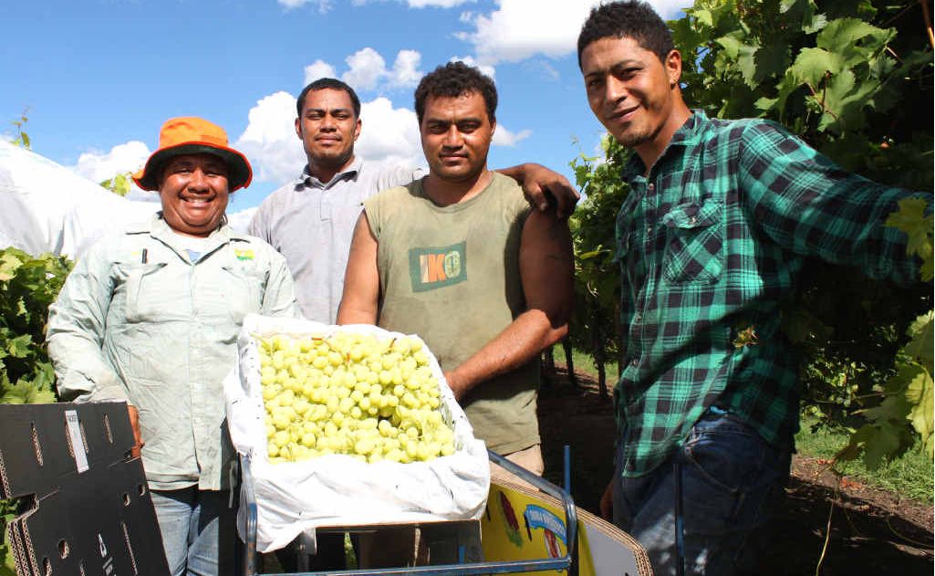 Tongan seasonal worker Sipiliano Tupola (far right) says working in Australia allows him to provide for his family. Growers say Pacific seasonal workers are a godsend for the industry. Tongan seasonal worker Sipiliano Tupola (far right) says working in Australia allows him to provide for his family. Growers say Pacific seasonal workers are a godsend for the industry.